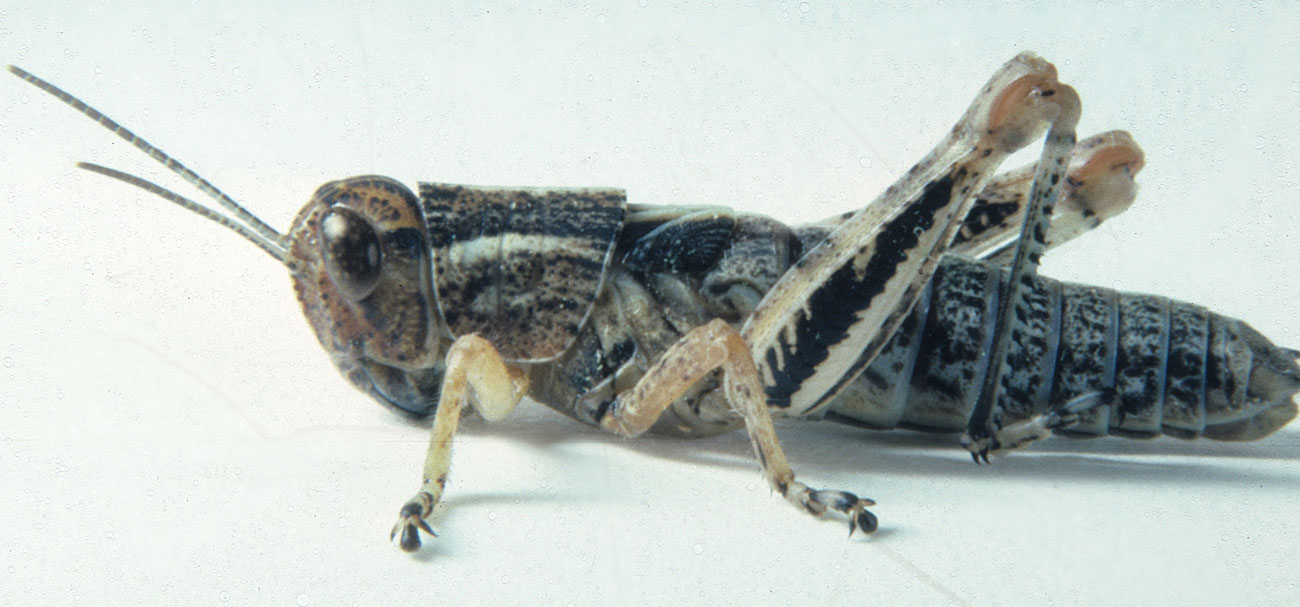 Fig. 5, fifth instar: BL 18-21.5 mm, FL 10.5-11 mm, AS 25-26