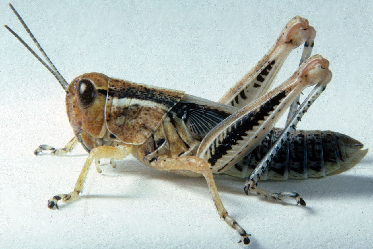 Fig. 6, sixth instar: BL 22-32 mm, FL 13-15.5 mm, AS 26