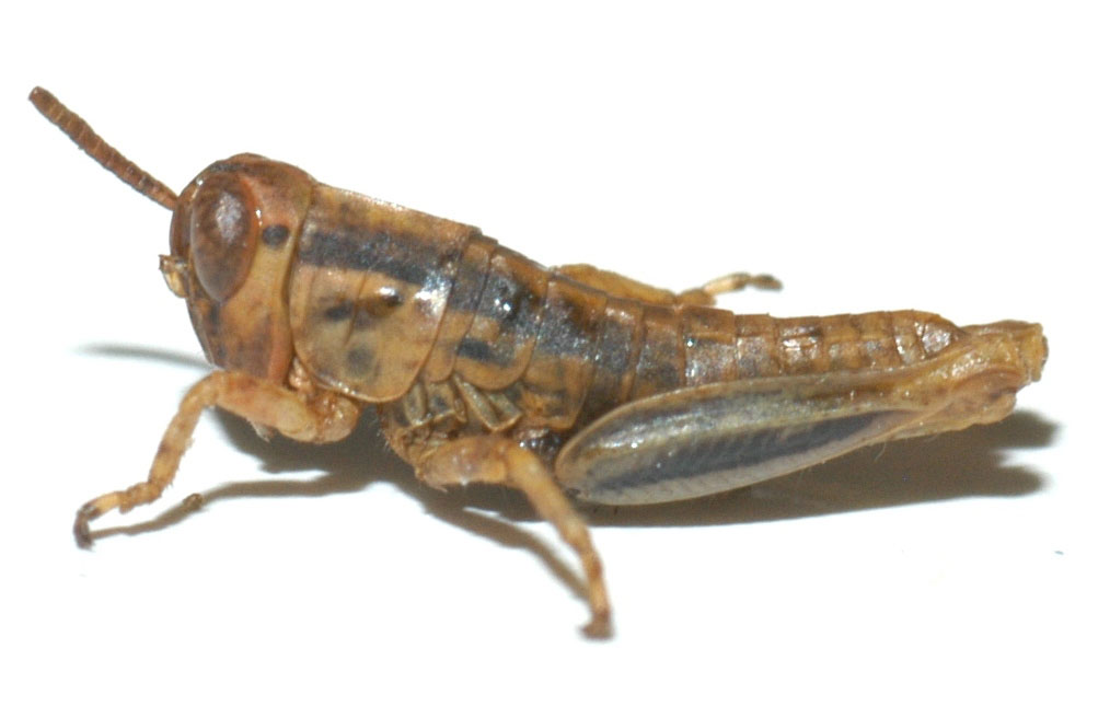 Fig. 1, first instar: BL 5-9 mm, FL 3-5 mm, AS 12-16