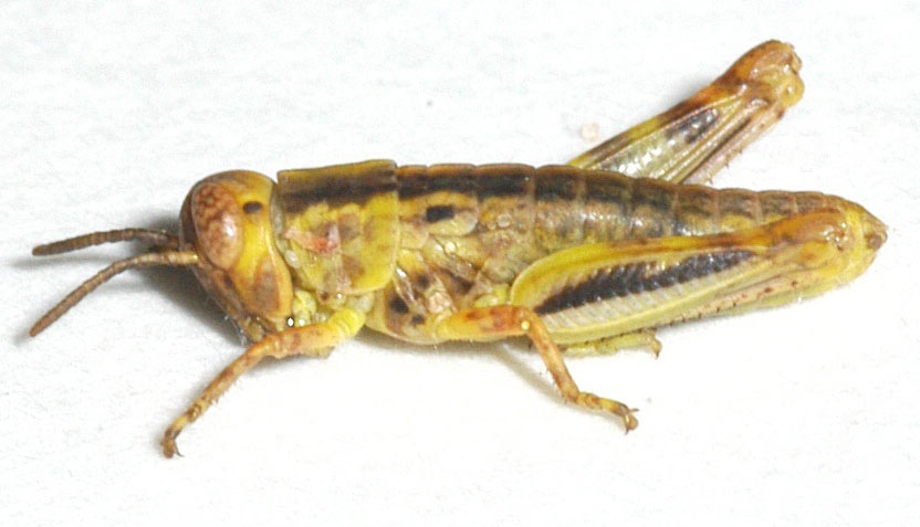 Fig. 3, third instar: BL 11.5-17.5 mm, FL 6.5-9 mm, AS 19-22