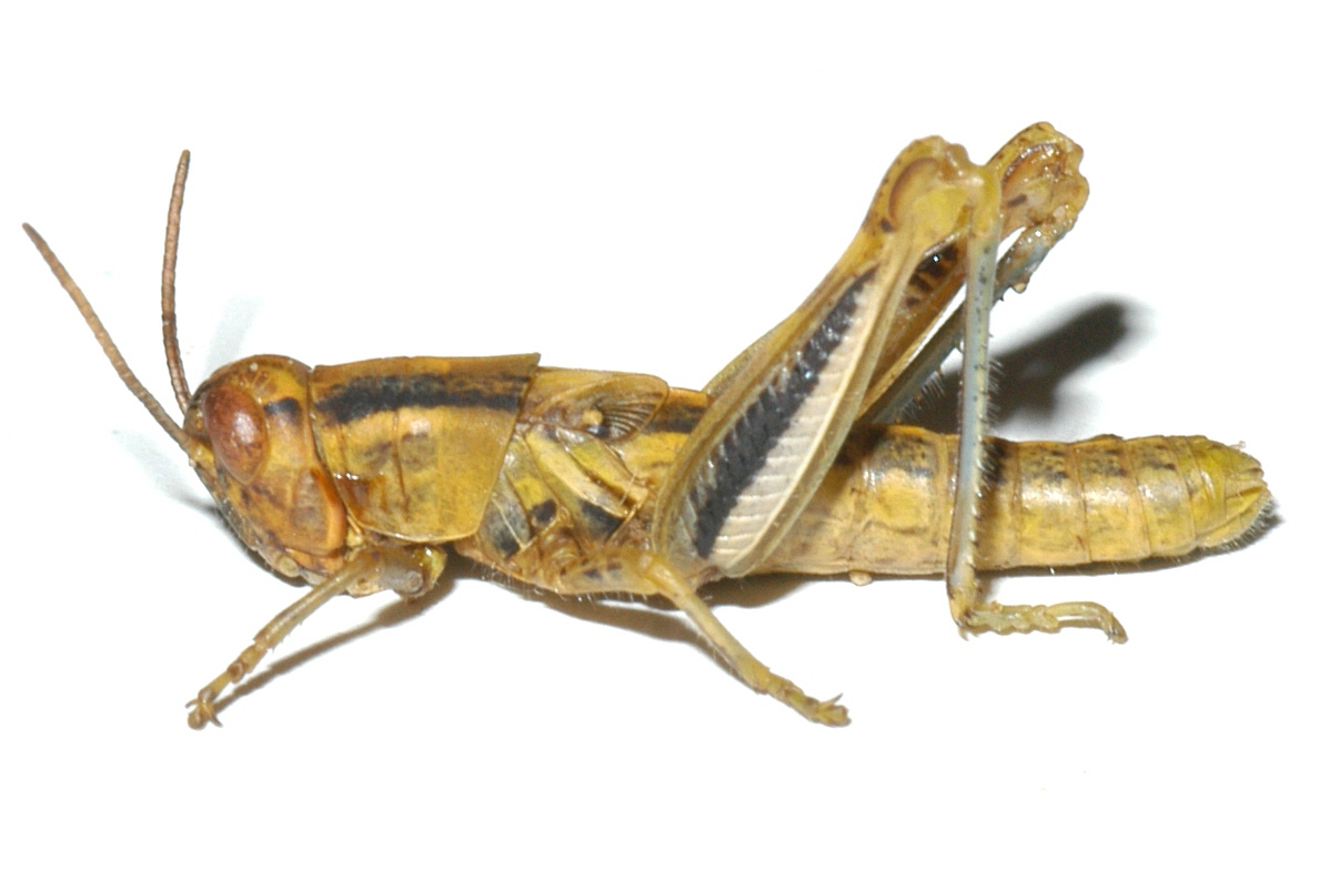 Fig. 4, fourth instar: BL 14-22 mm, FL 8.5-12 mm, AS 22-25