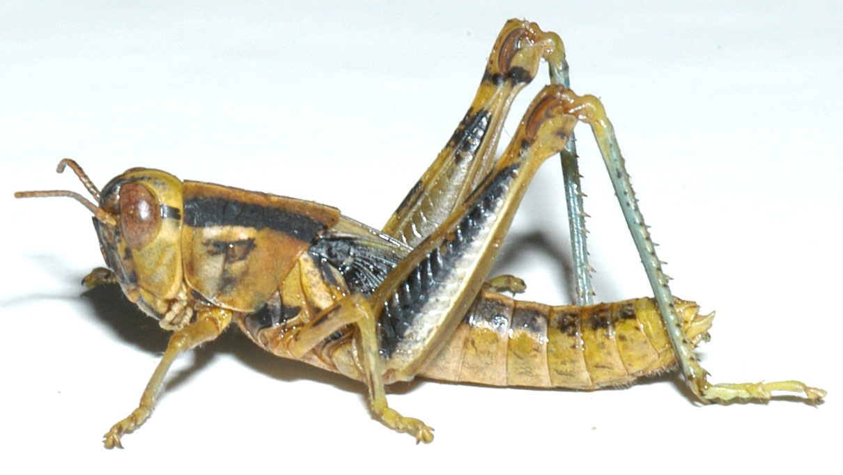 Fig. 5, fifth instar: BL 21-27 mm, FL 11.5-14.5 mm, AS 24-27