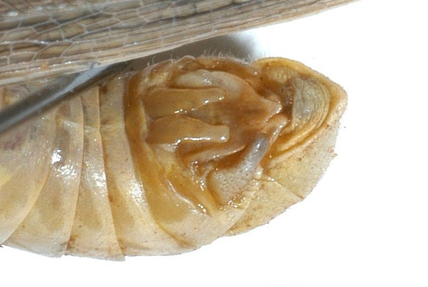 Fig. 8, lateral view of male cerci and furcula