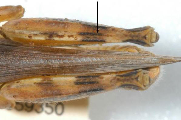 Fig. 10, dorsal view of hind femur