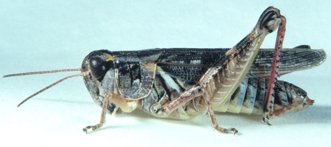 Fig. 7, adult female: BL 20.1-25.2 mm, FL 11.5-13.5 mm, AS 25-27