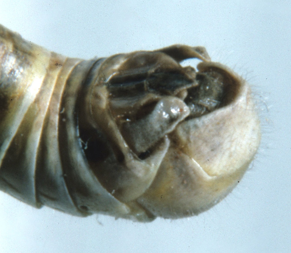 Fig. 8, end of male abdomen to show shape of cercus