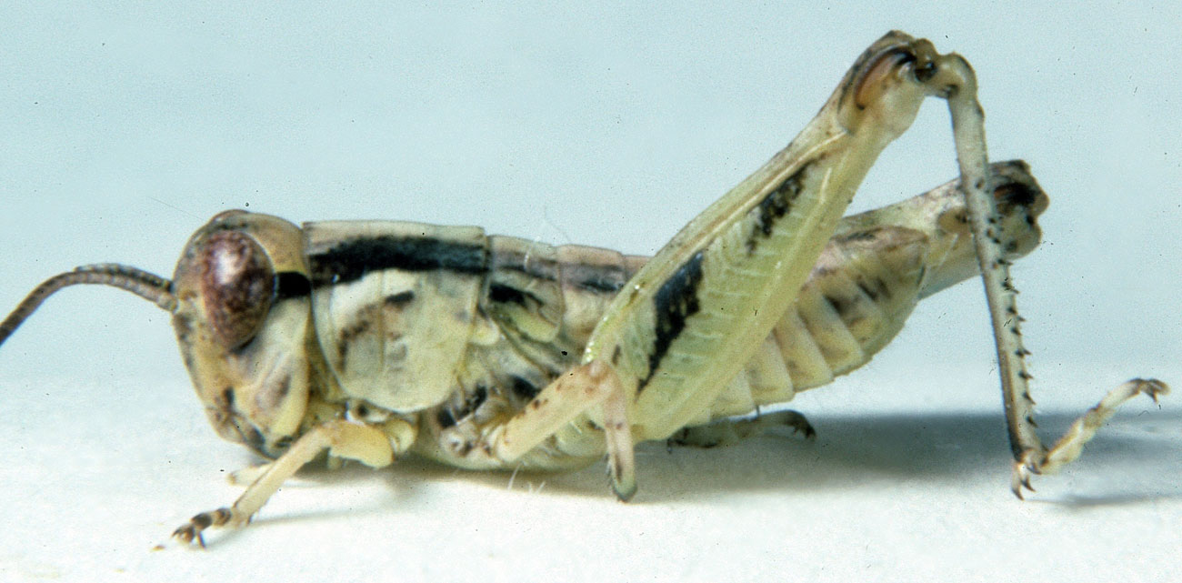 Fig. 3, third instar: BL 6.4-9.6 mm, FL 5.1-6 mm, AS 20-21