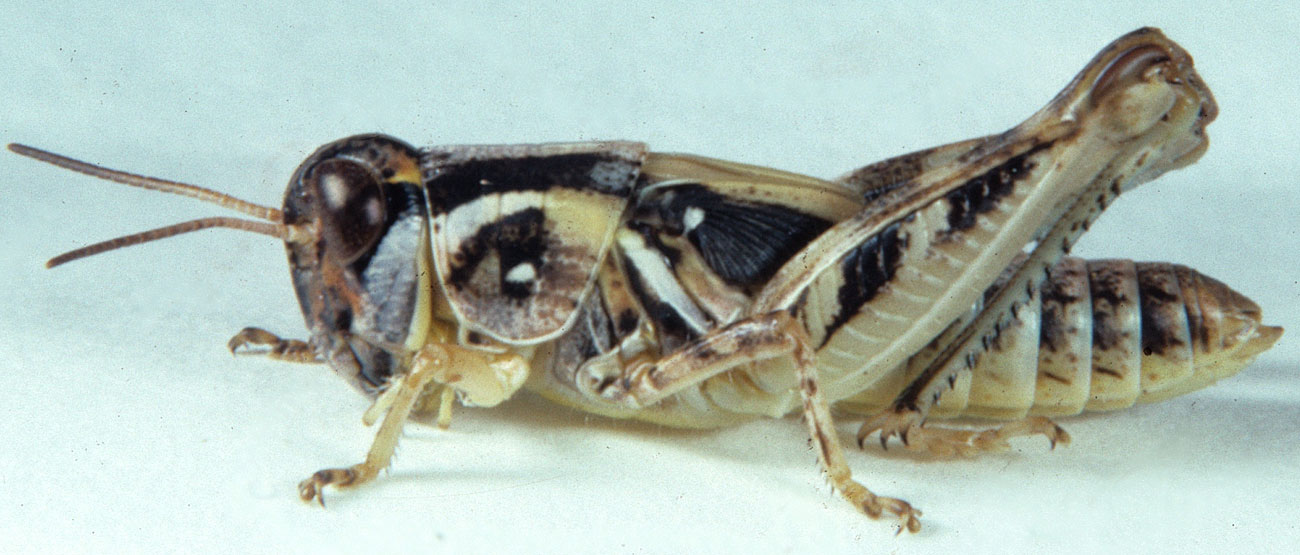 Fig. 5, fifth instar: BL 13.7-15.5 mm, FL 8.6-10.1 mm, AS 23-24