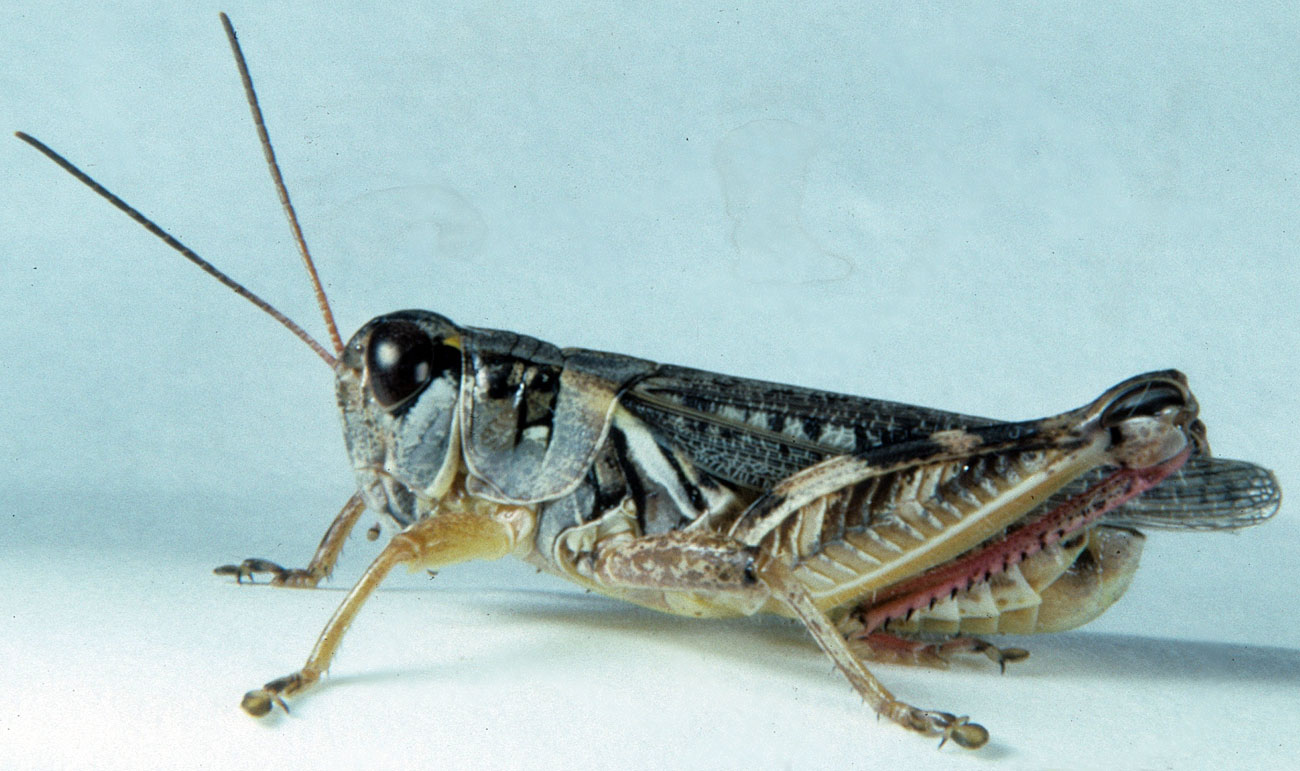 Fig. 6, adult male: BL 19-22.5 mm, FL 11-12.3 mm, AS 24-27