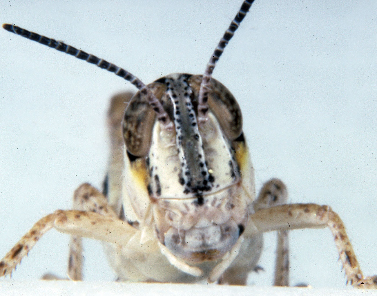 Fig. 8, distinctively black color of frontal ridge of nymphs