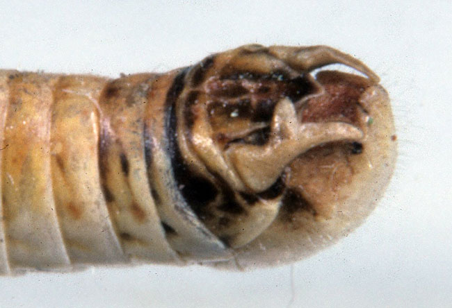 Fig. 9, end of male abdomen showing shape of male cercus