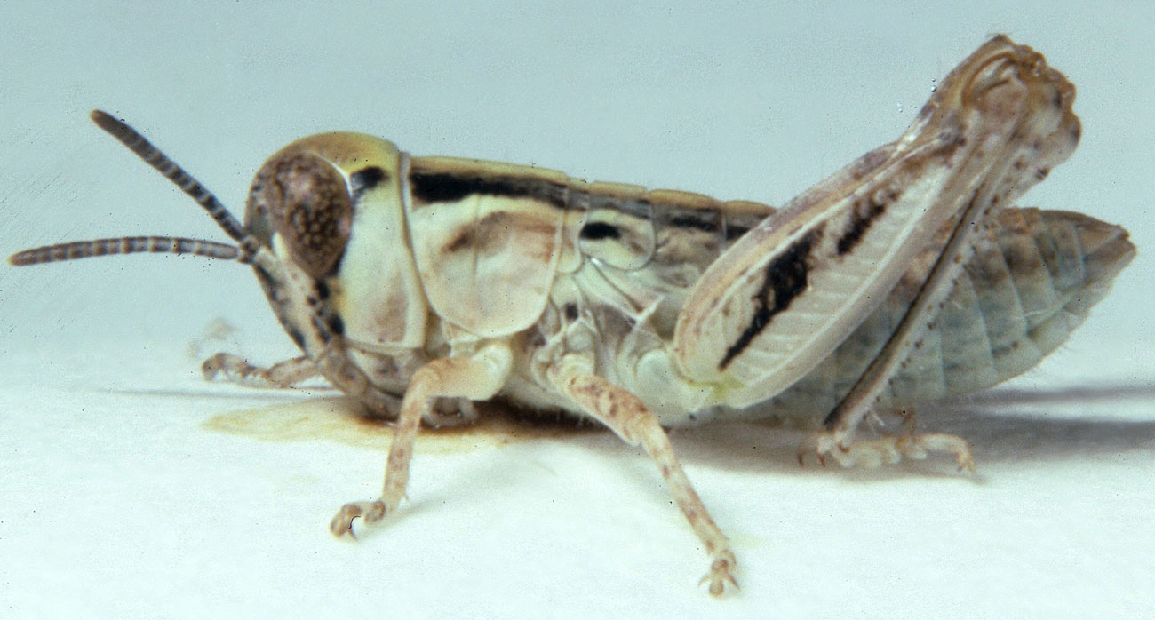 Fig. 2, second instar: BL 4.6-7.2 mm, FL 3-4.3 mm, AS 15-18