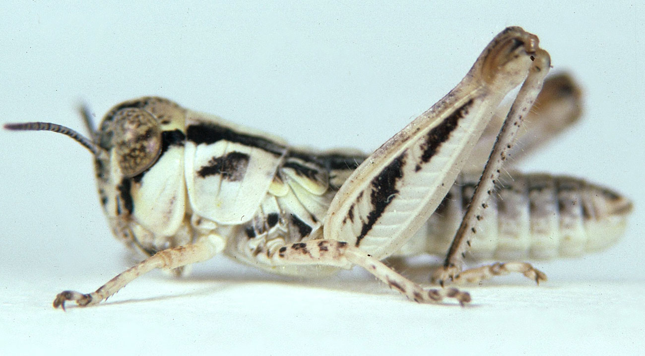 Fig. 3, third instar: BL 7.1-10.1 mm, FL 4.9-5.7 mm, AS 19-20