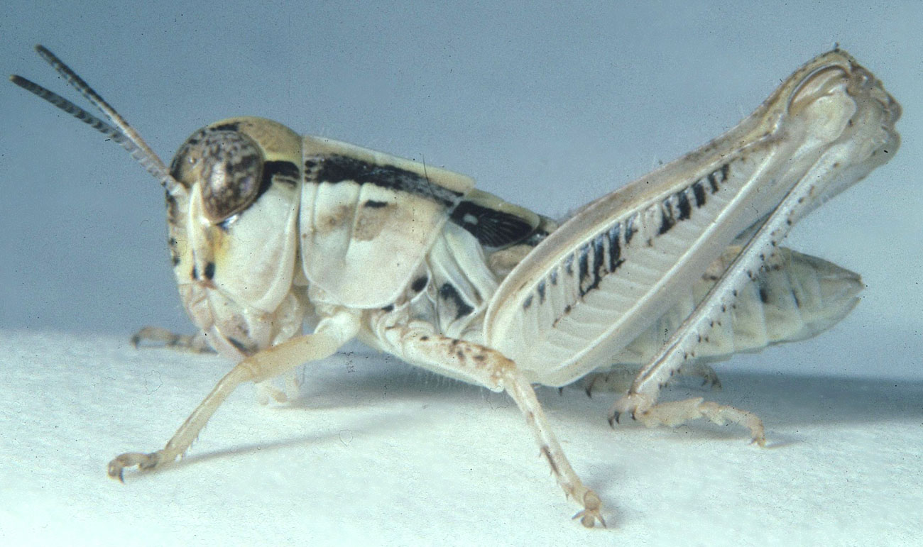 Fig. 4, fourth instar: BL 9.1-12.1 mm, FL 6.3-7.8 mm, AS 20-22