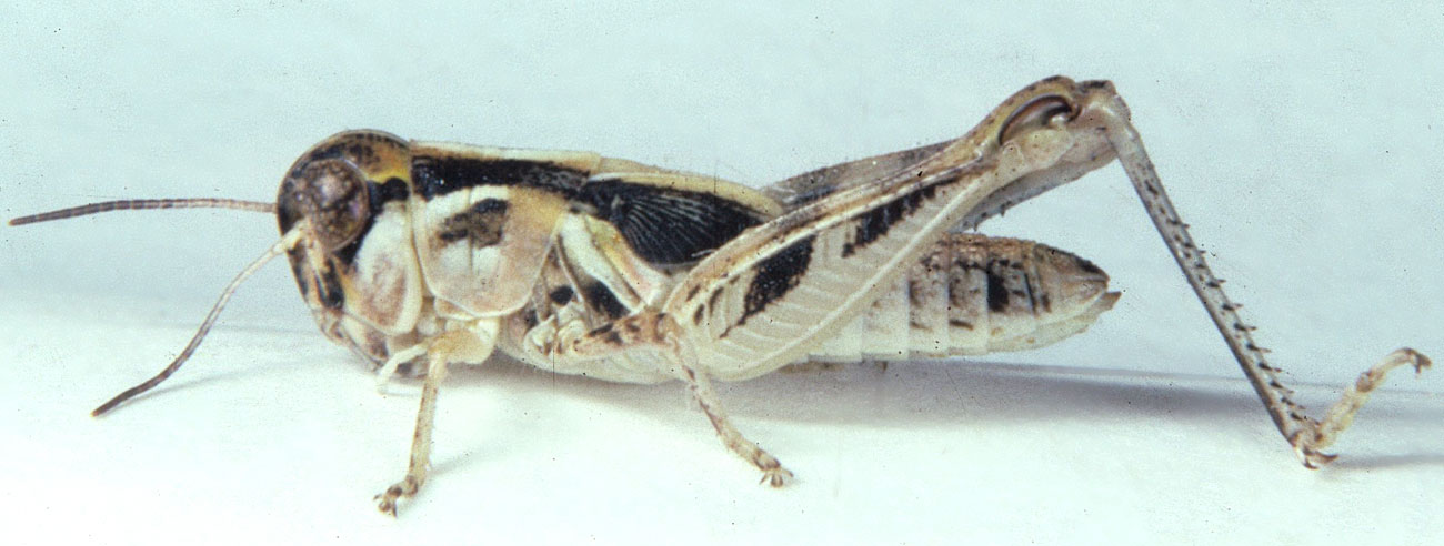 Fig. 5, fifth instar: BL 12-15 mm, FL 8.4-9.2 mm, AS 22-25