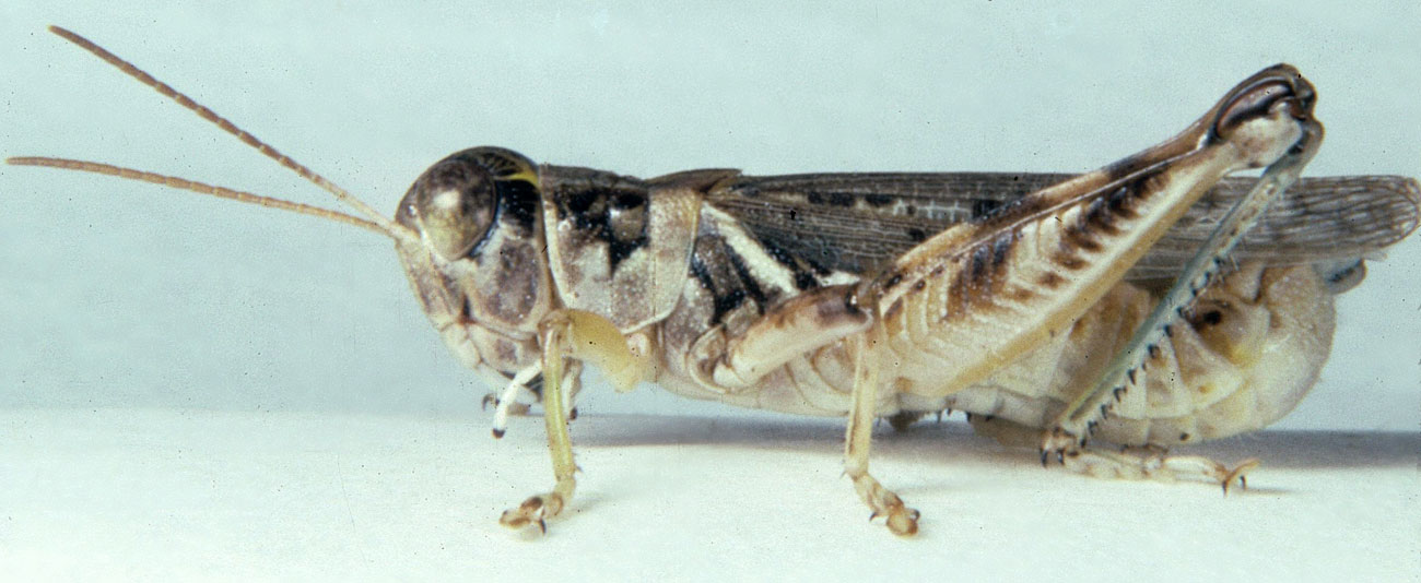 Fig. 6, adult male: BL 16.5-17 mm, FL 9.6-10.7 mm, AS 25-26