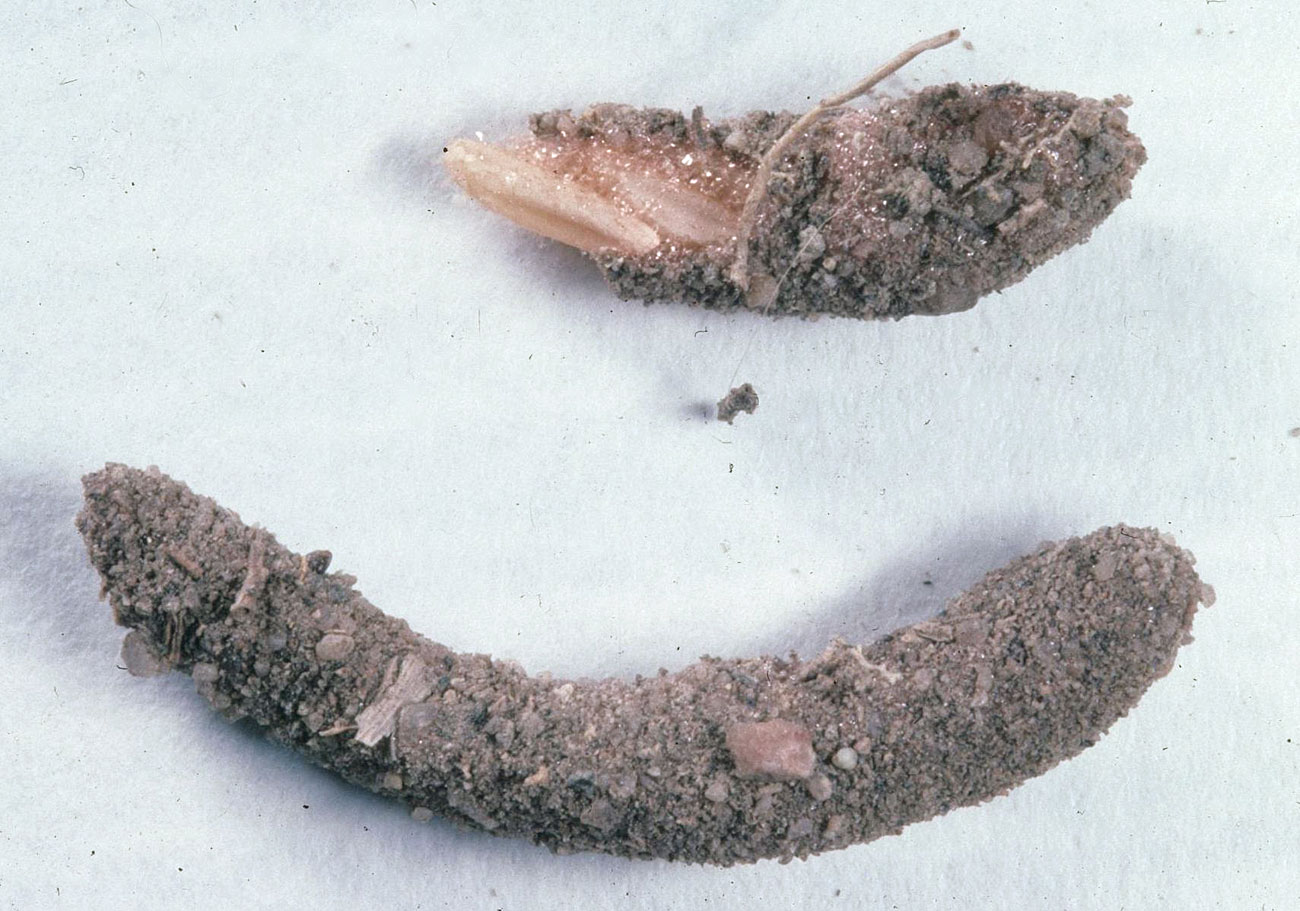 Fig. 10, exposed eggs and egg pod