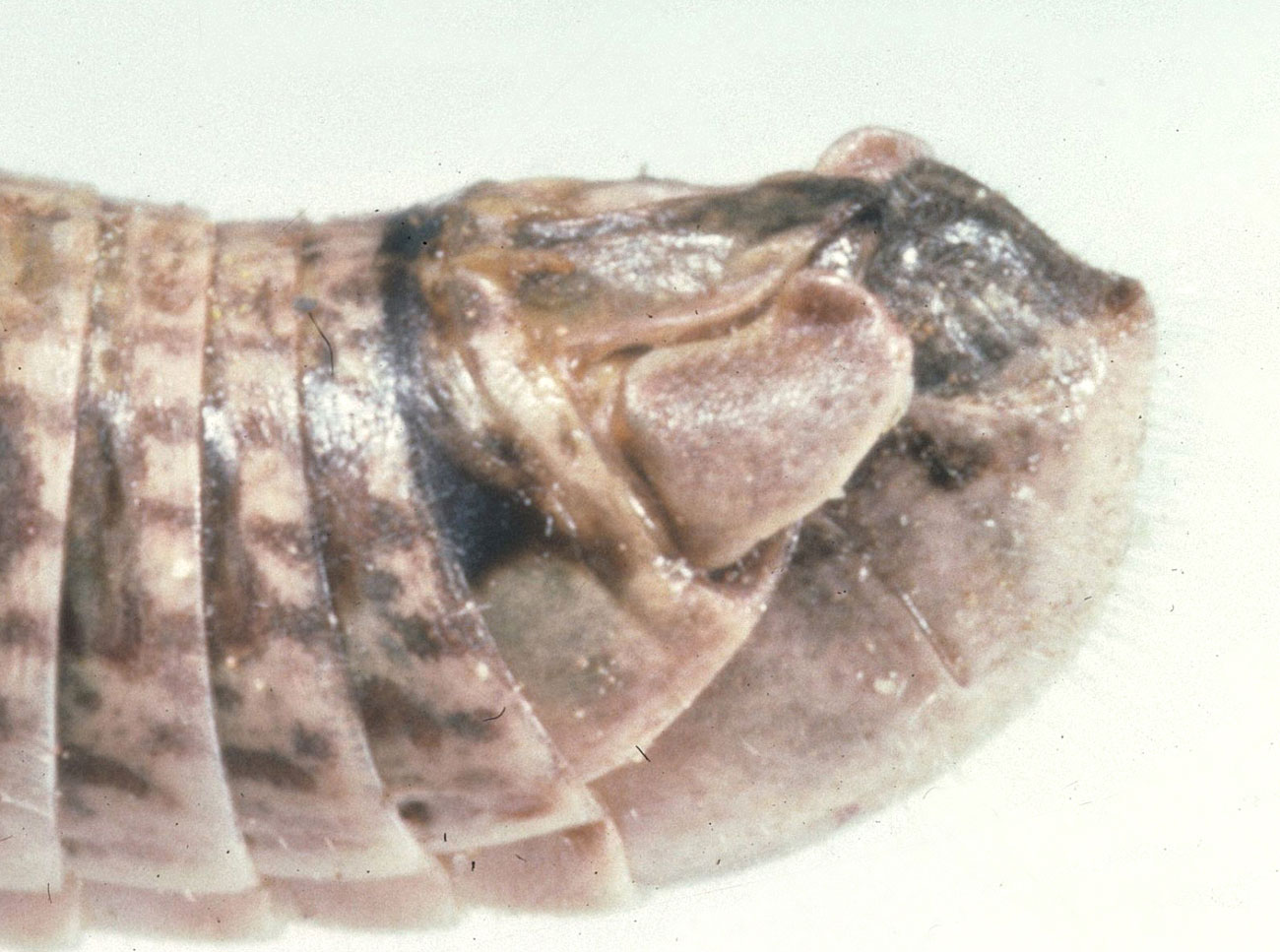 Fig. 8, end of male abdomen showing the cercus