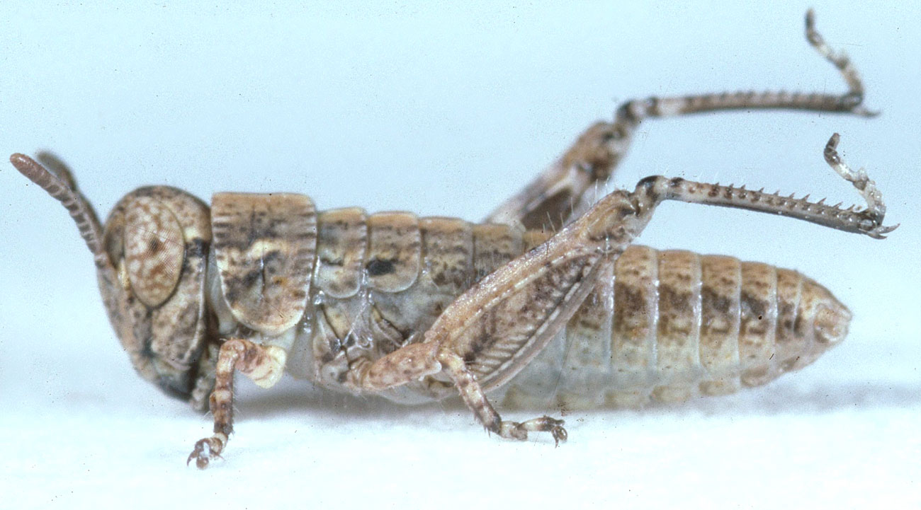 Fig. 1, first instar: BL 4-5.9 mm, FL 2.2-3.3 mm, AS 12-14