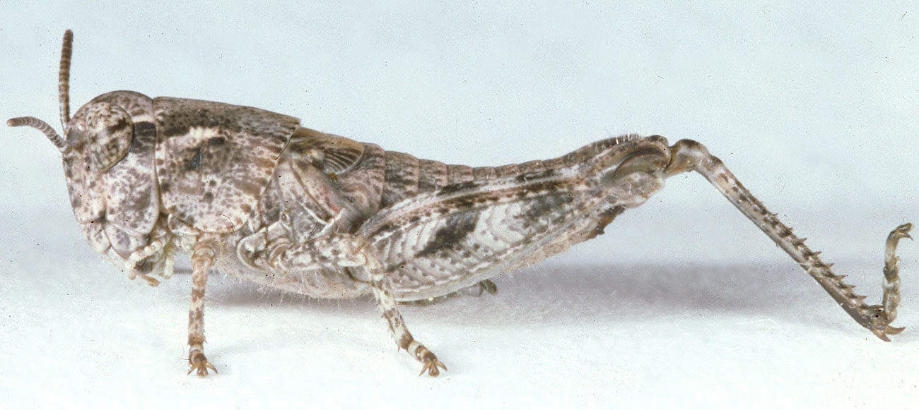 Fig. 4, fourth instar: BL 10.5-15.5 mm, FL 6.5-7.8 mm, AS 19-21