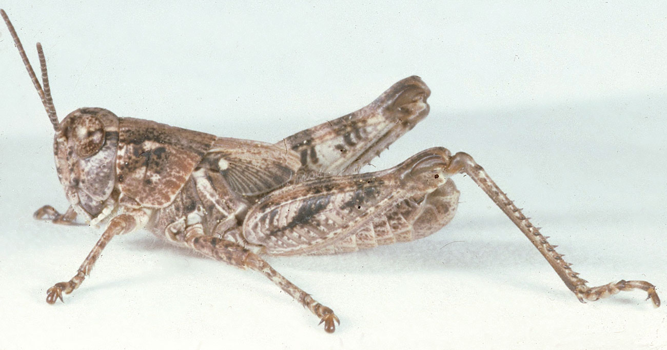 Fig. 5, fifth instar: BL 13.5-18 mm, FL 7.7-9.1 mm, AS 21-22