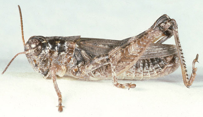 Fig. 6, adult male: BL 15.5-17.5 mm, FL 9.7-10 mm, AS 23-24