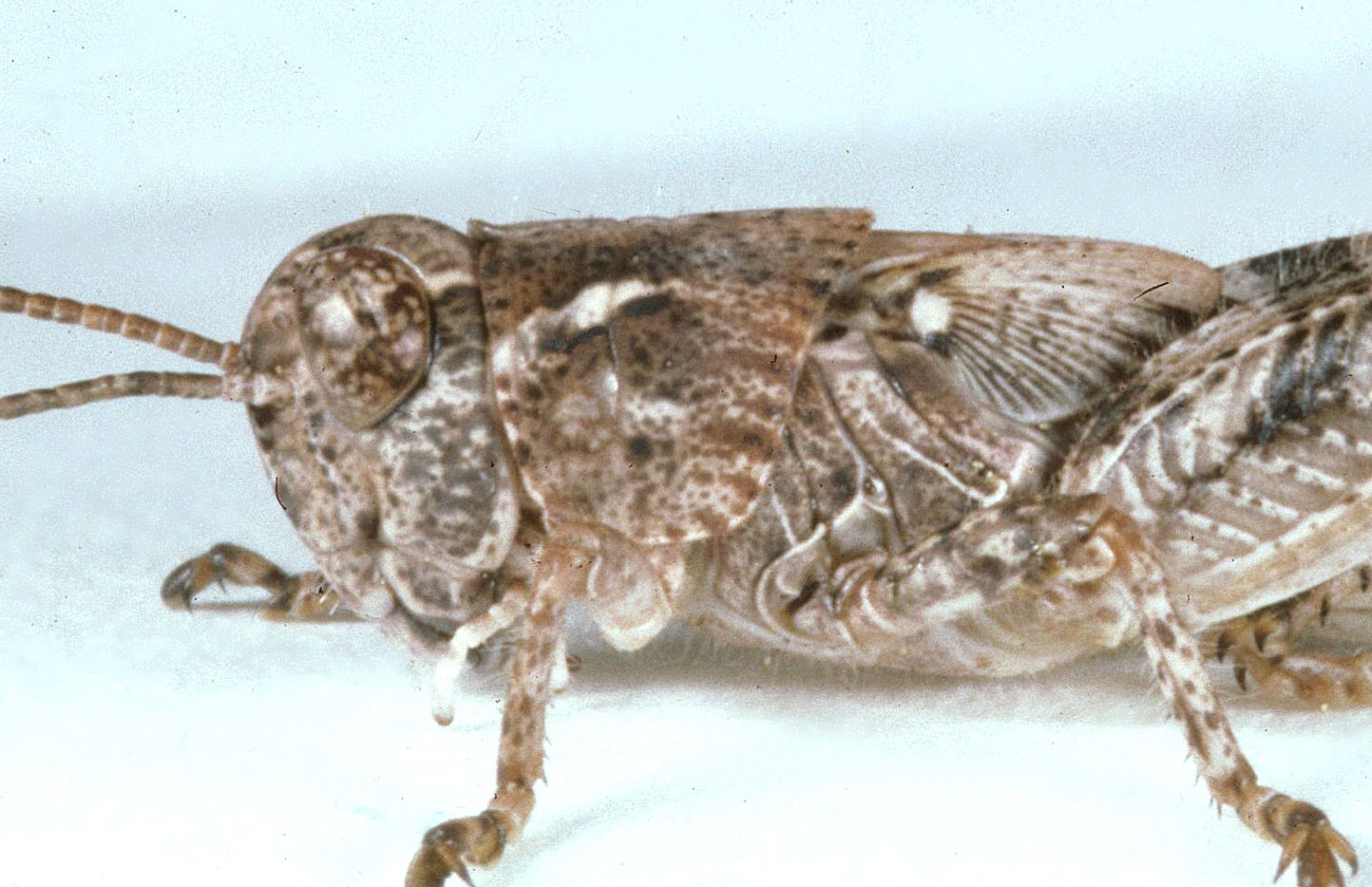 Fig. 9, fifth instar, side of head and pronotal lobe showing crescent