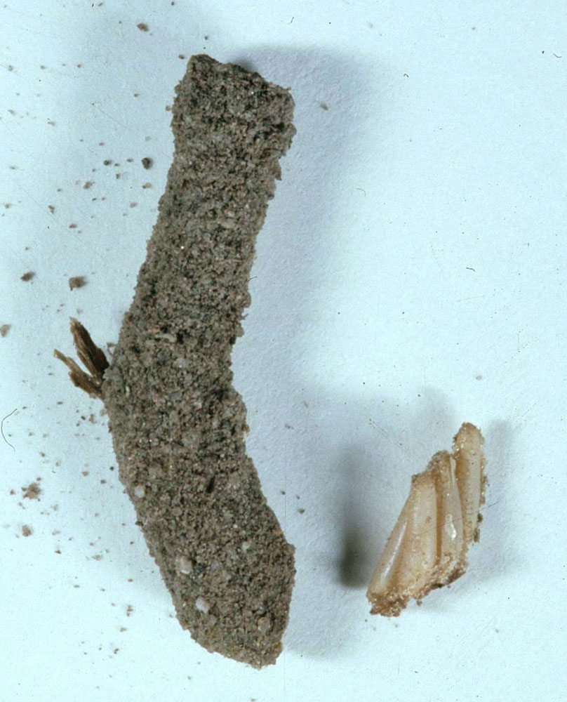 Fig. 10, egg pod and three exposed eggs