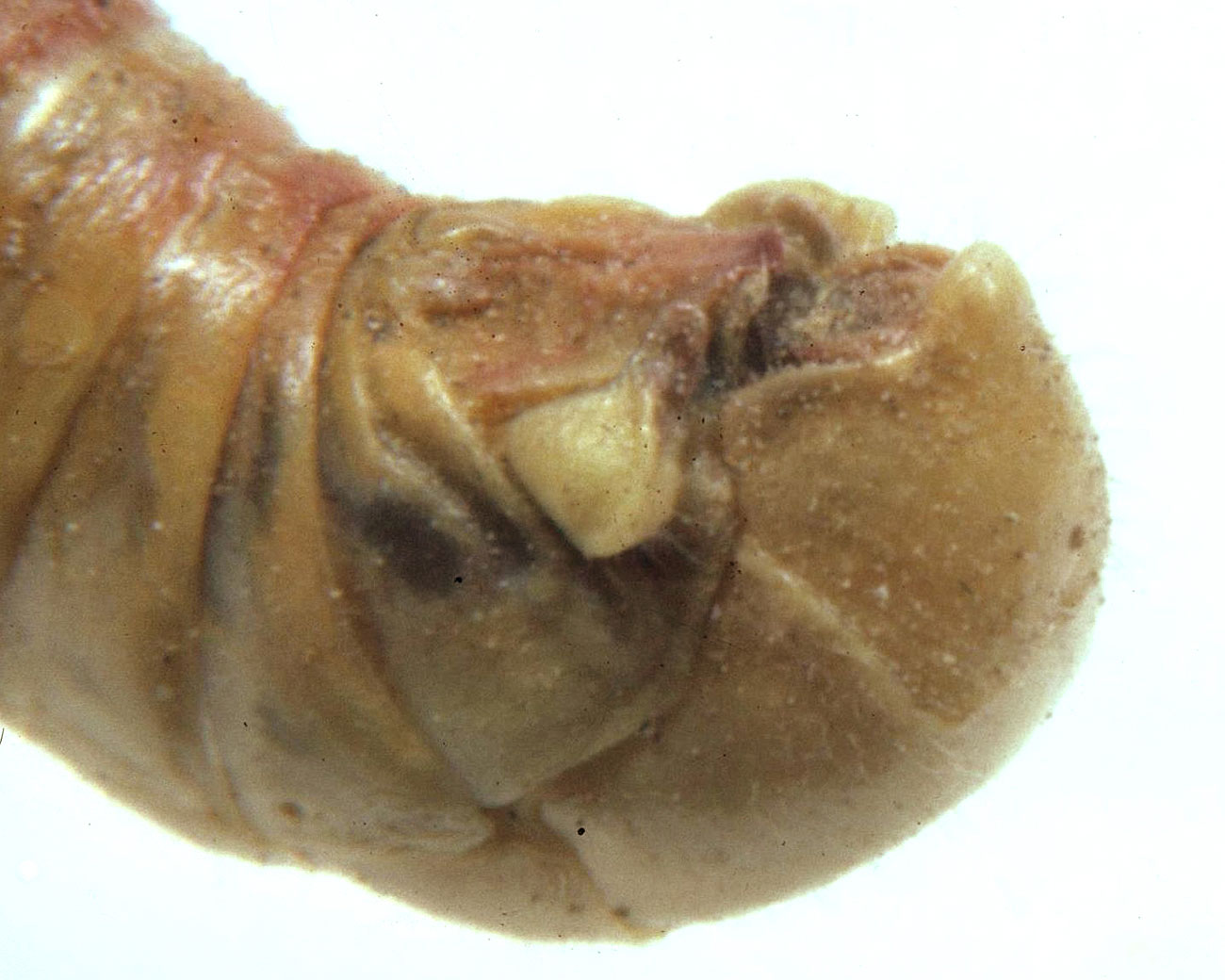 Fig. 9, end of male abdomen showing cercus, furcula, and subgenital plate