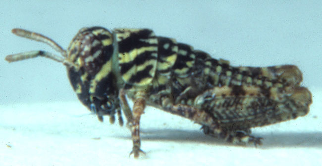 Fig. 1, first instar: BL 3.9-4.2 mm, FL 2.1-2.5 mm, AS 12-13