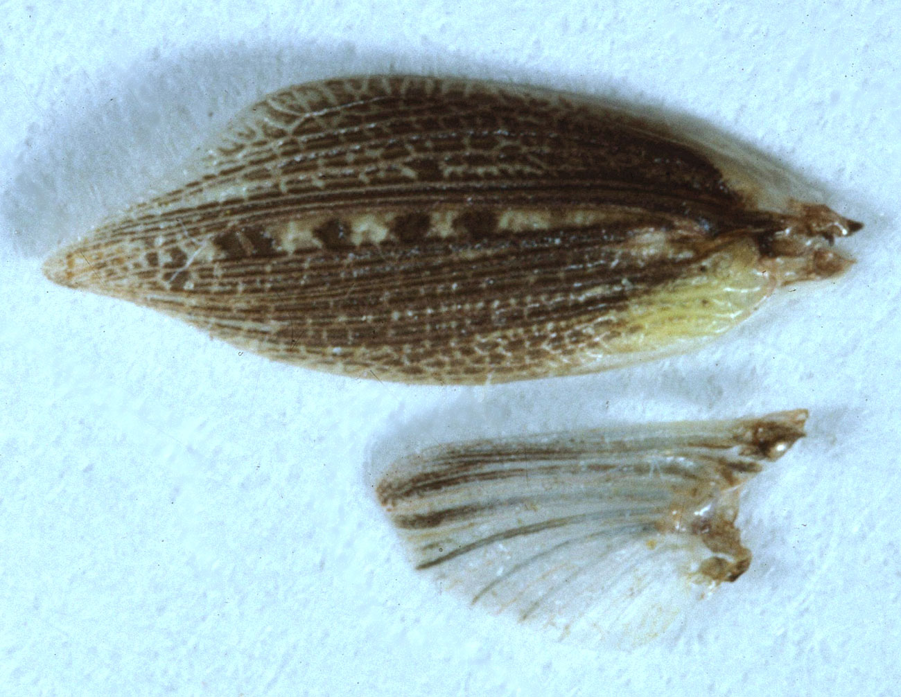 Fig. 8, detached wings of male