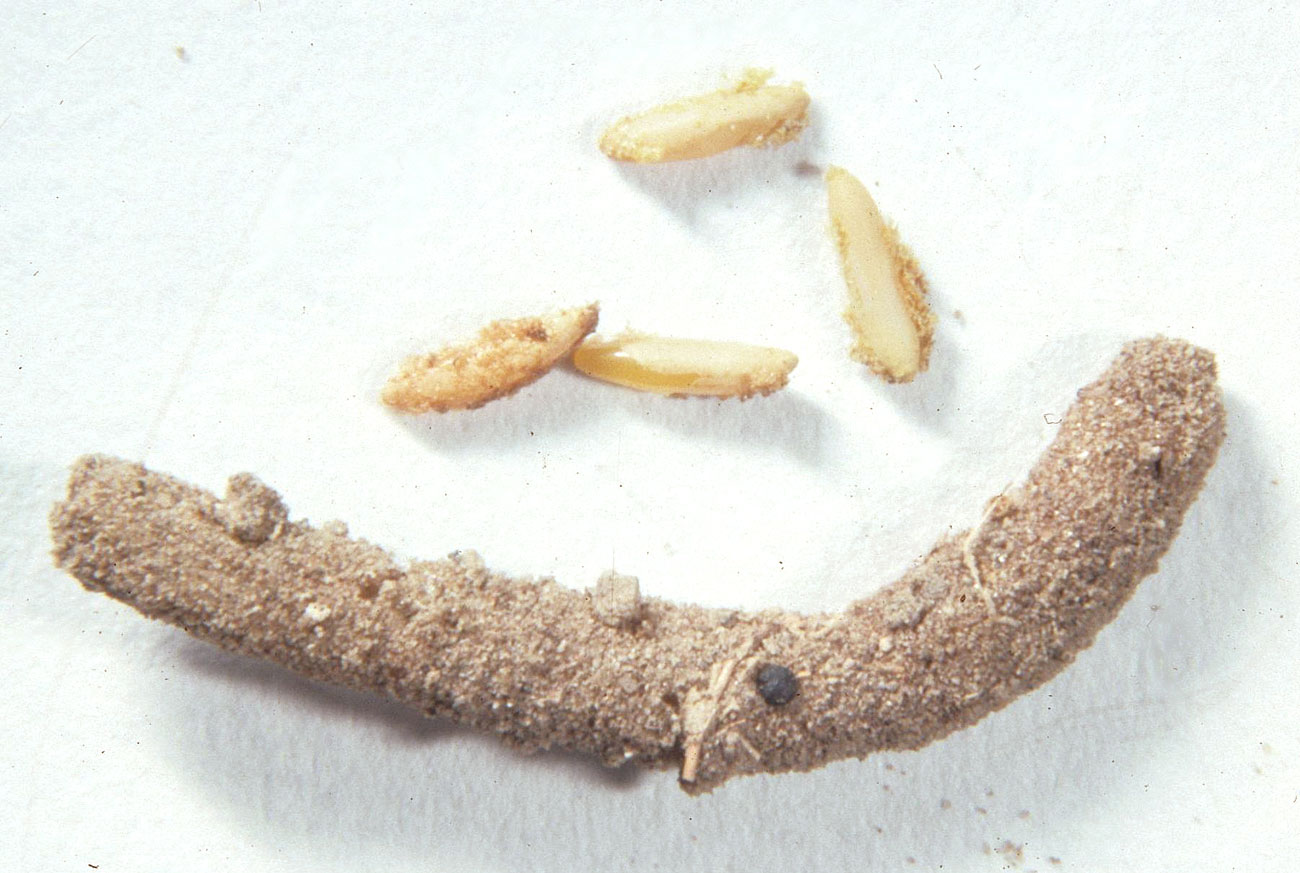 Fig. 10, egg pod (bottom at right) and four eggs