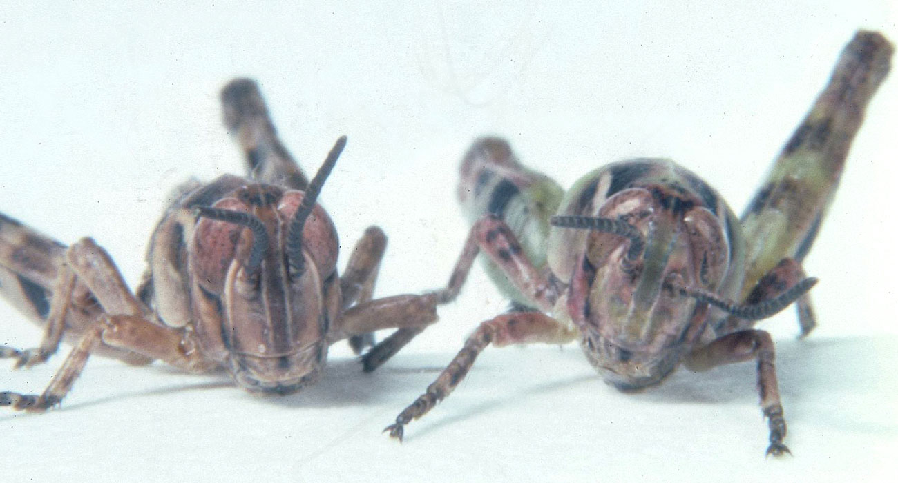 Fig. 8, front of head of nymphal flabellate grasshoppers