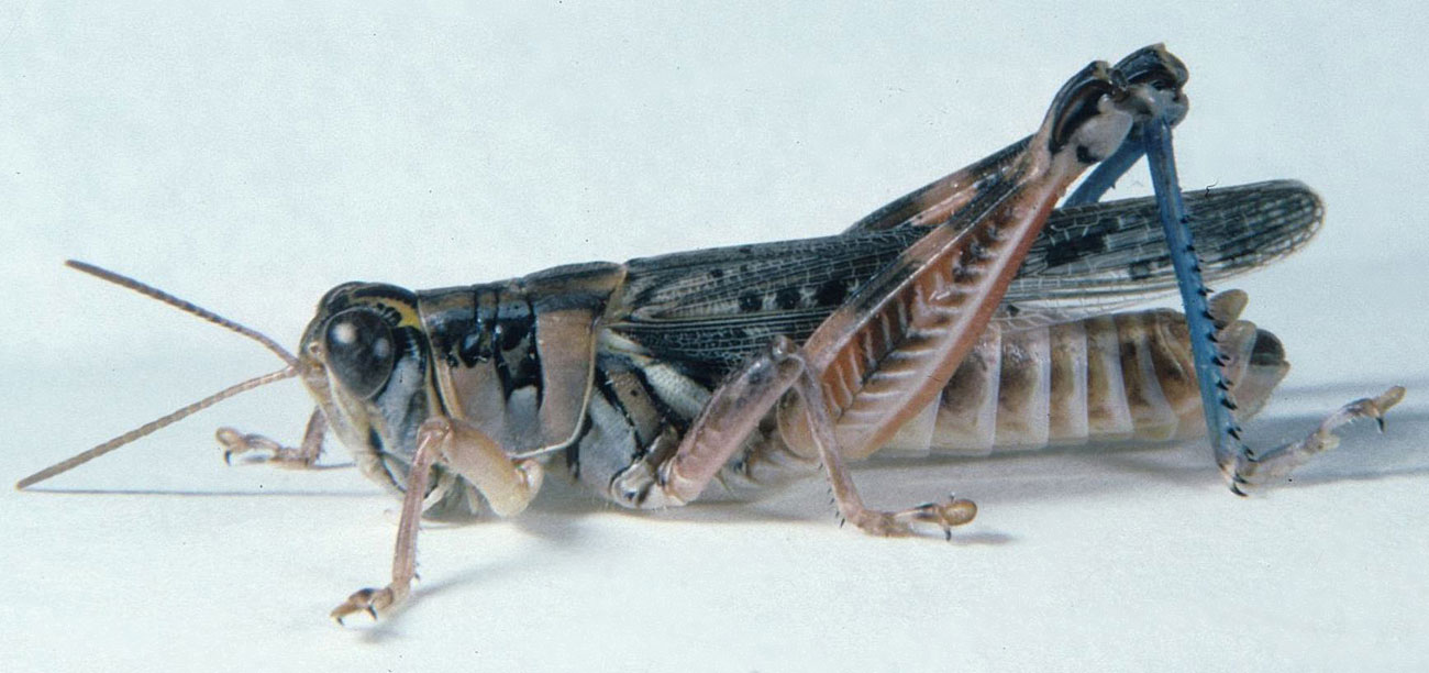 Fig. 6, adult male: BL 19.2-21 mm, FL 10.2-11.4 mm, AS 24-25