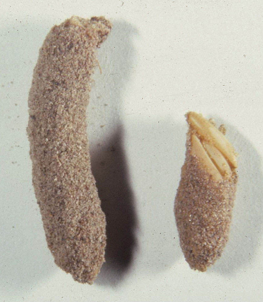 Fig. 10, egg pod and exposed eggs in bottom of broken pod