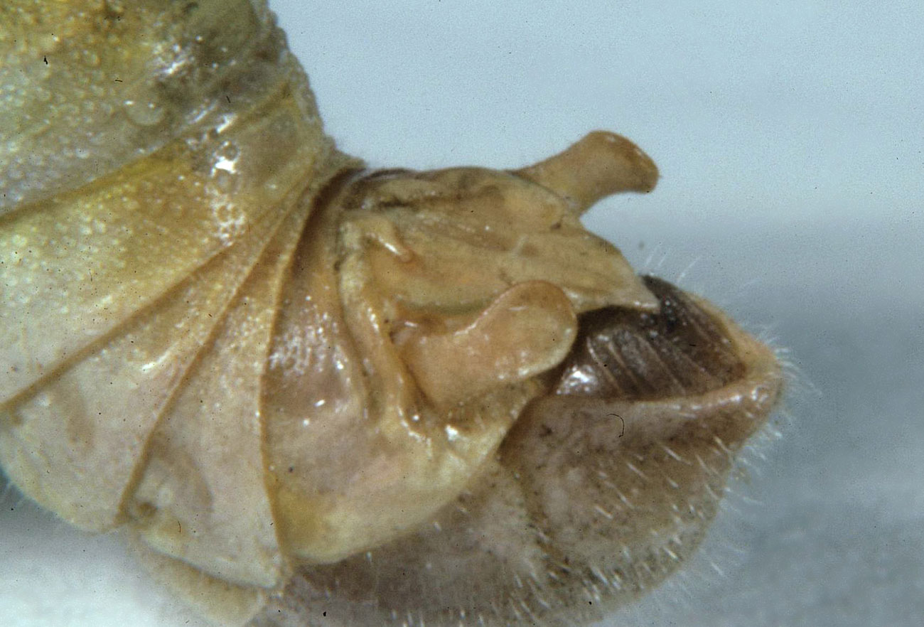 Fig. 9, end of male abdomen showing cercus and supraanal and subgenital plates