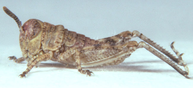 Fig. 1, first instar: BL 4.6-5.6 mm, FL 2.7-3.1 mm, AS 13