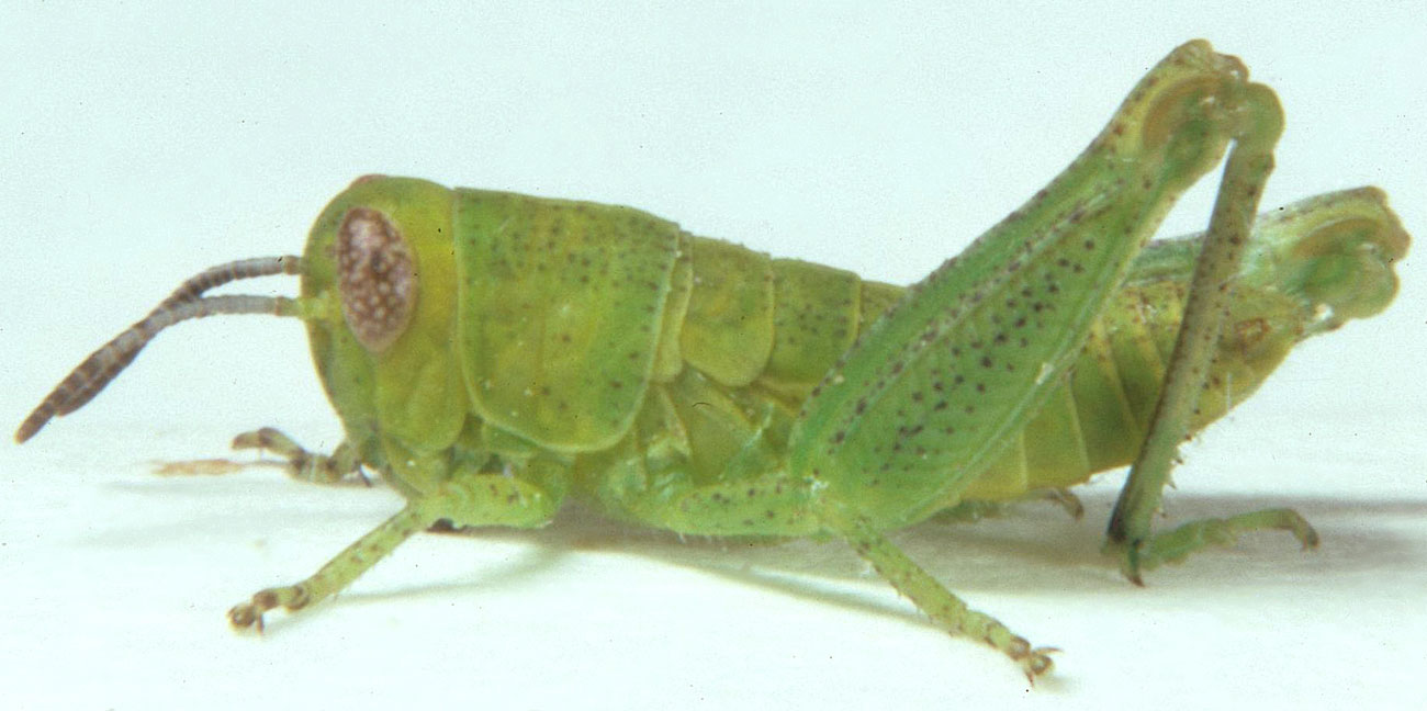 Fig. 3, third instar: BL 7.9-10 mm, FL 5.6-6 mm, AS 19-21