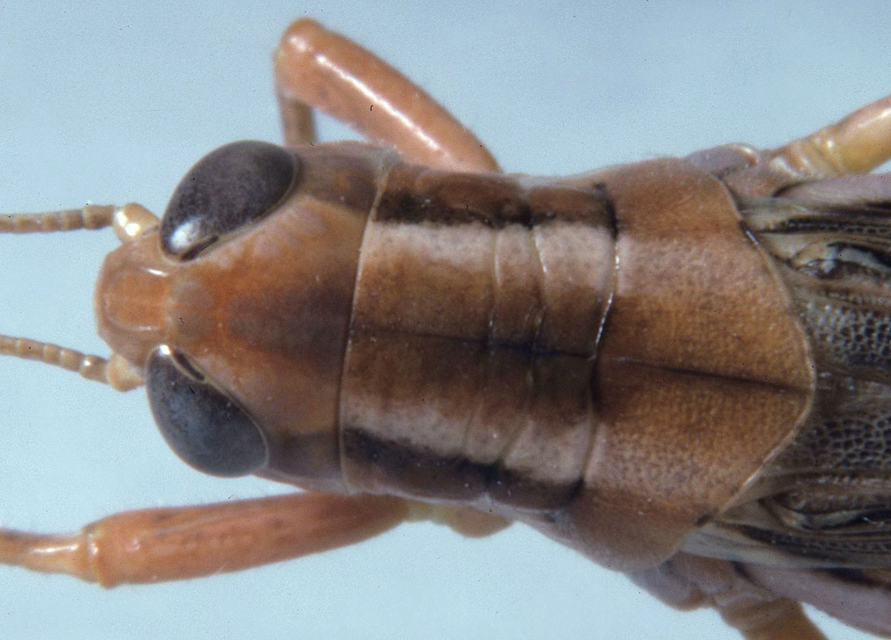 Fig. 8, dorsal view of head and pronotum of a female