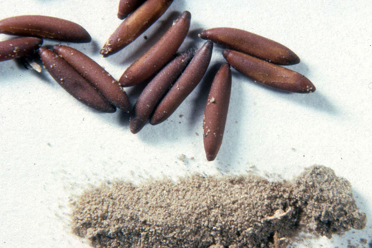 Fig. 10, loose eggs from single pod