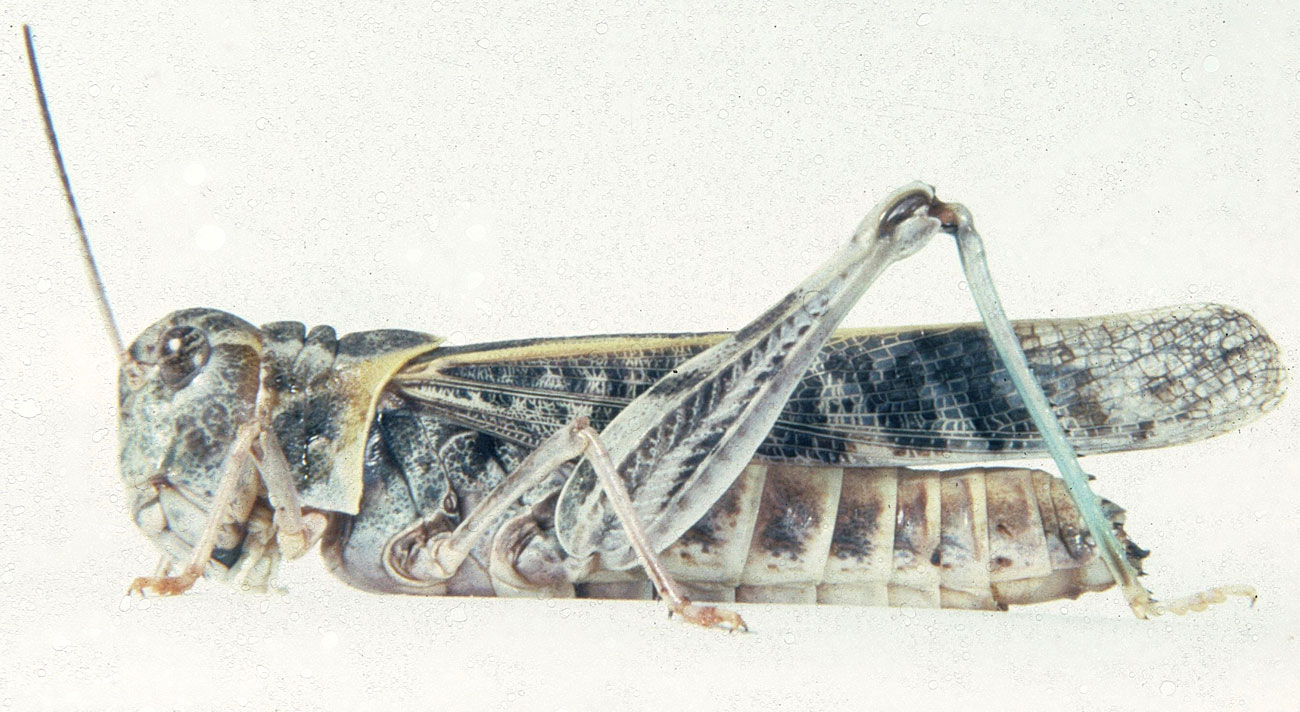 Fig. 7, adult female: BL 30-34 mm, FL 15.2-18 mm, AS 21-23