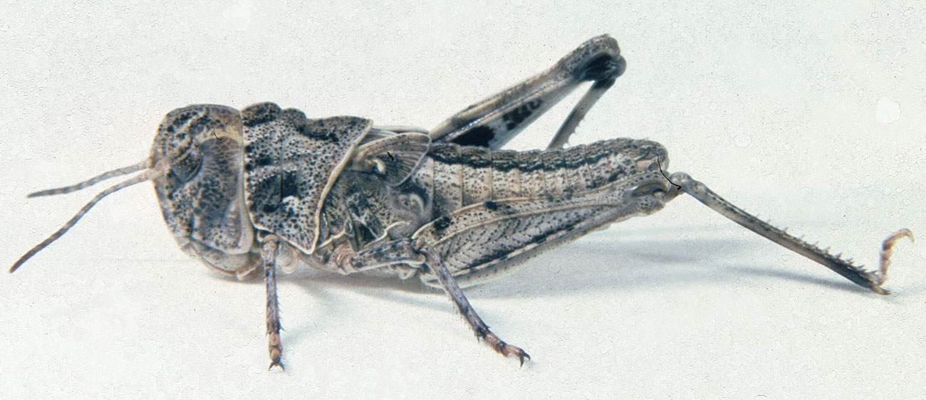 Fig. 4, fourth instar: BL 10.9-15 mm, FL 6.4-9.3 mm, AS 17-18