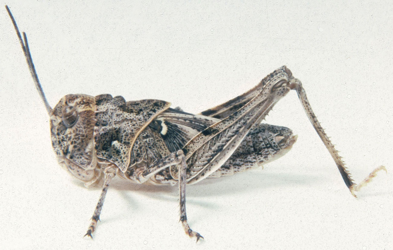 Fig. 5, fifth instar: BL 12.5-20 mm, FL 8.4-11.9 mm, AS 19-20