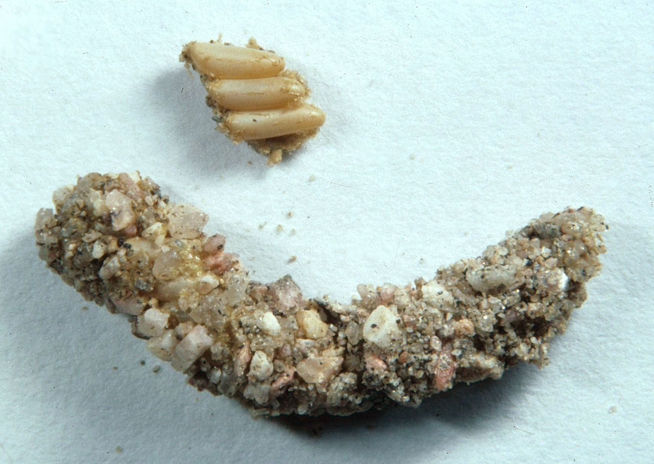 Fig. 10,  M. rugglesi  egg pod and three exposed eggs