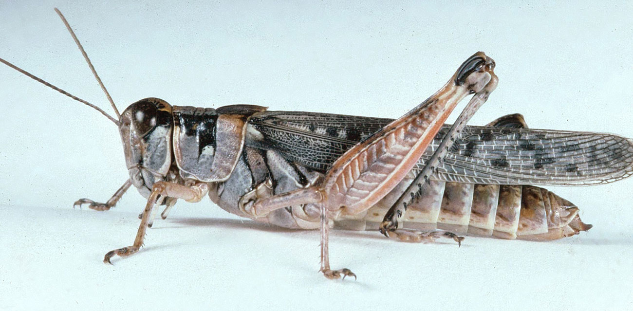 Fig. 8, adult female: BL 23-28.5 mm, FL 12-13.5 mm, AS 24