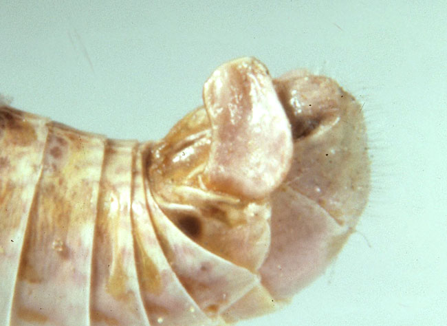 Fig. 9, end of male abdomen showing the cercus, tiny furcula, and subgenital plate