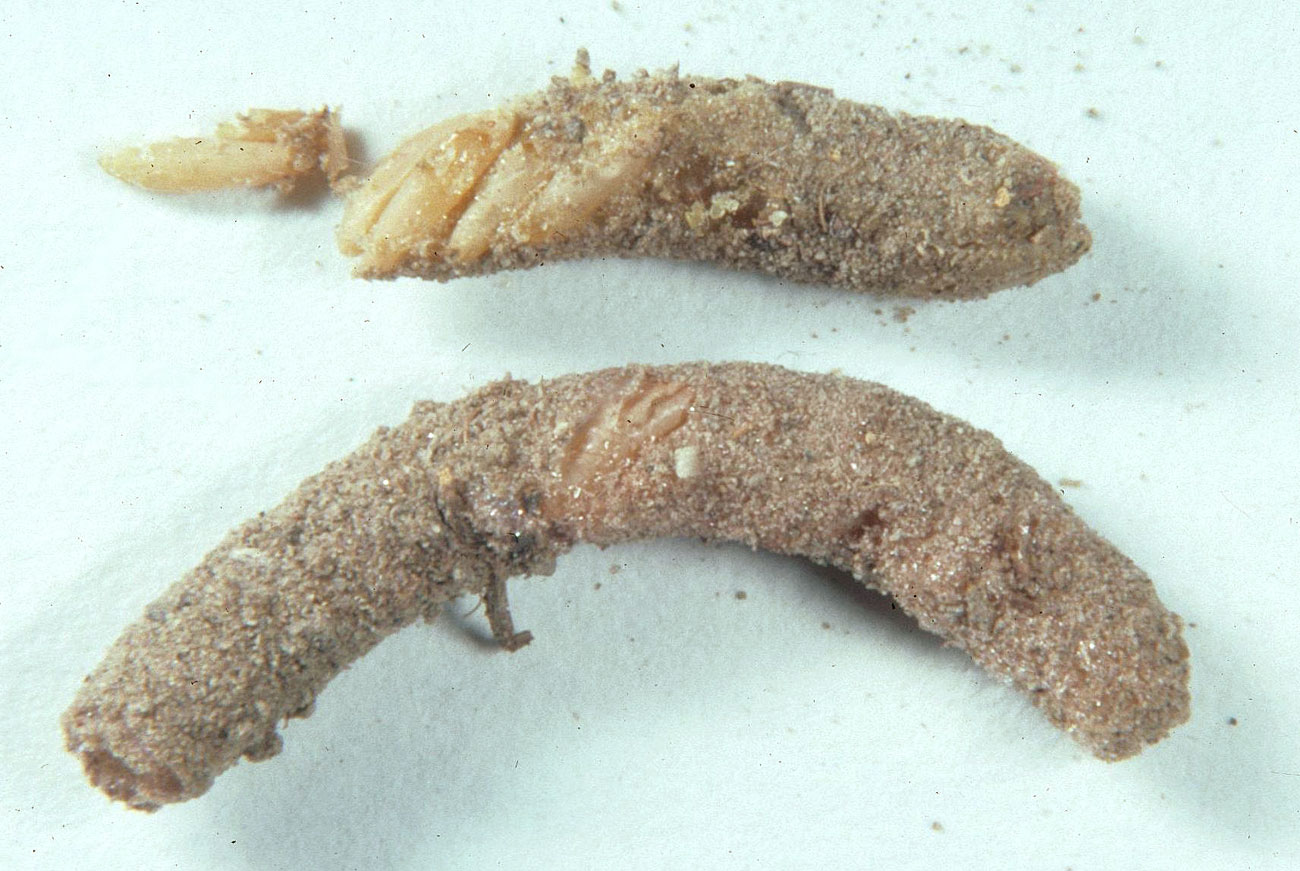 Fig. 10, egg pod and exposed eggs in bottom of broken egg pod