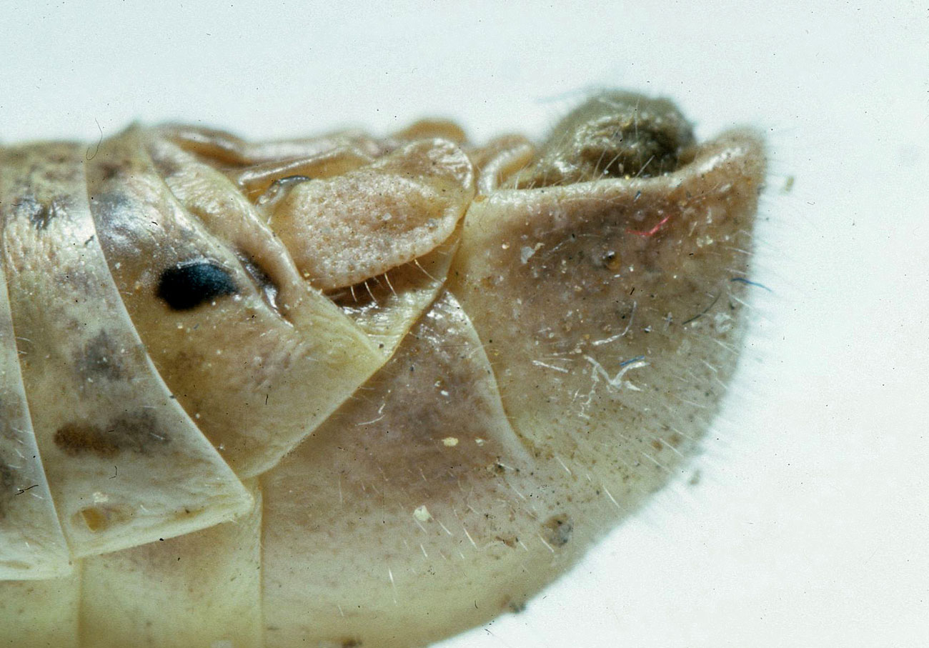 Fig. 8, side view of end of male abdomen