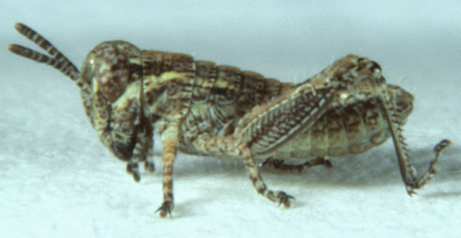 Fig. 1, first instar: BL 4-6 mm, FL 2-2.9 mm, AS 12-13