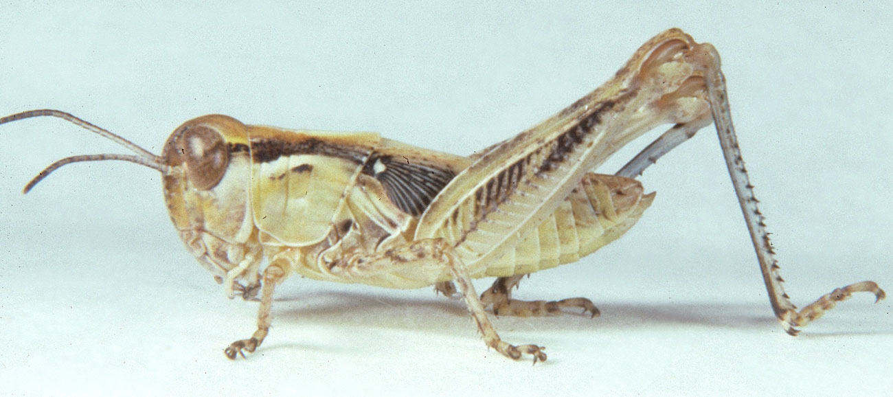 Fig. 5, fifth instar: BL 16-23 mm, FL 10-13 mm, AS 22-24